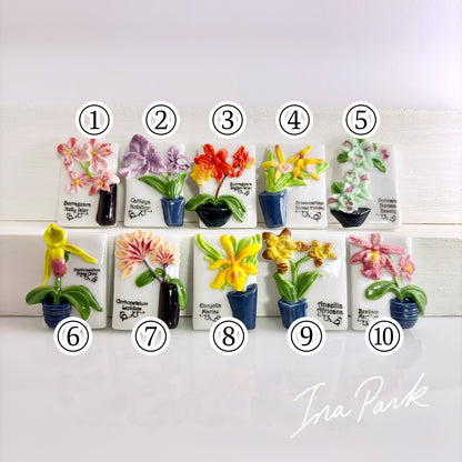 蘭の鉢植え　洋ランのフェーブ　