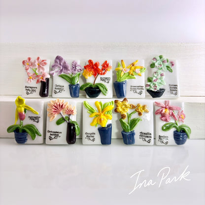 蘭の鉢植え　洋ランのフェーブ　