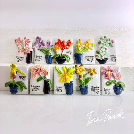 蘭の鉢植え　洋ランのフェーブ　